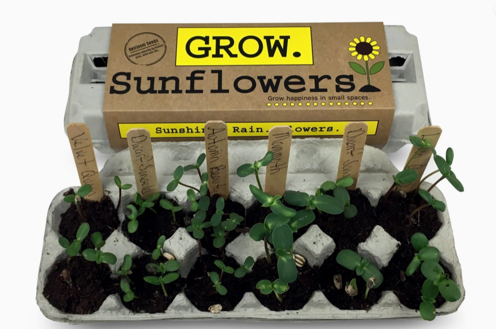 Sunflower Garden Grow Kit